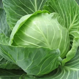 Green Cabbage (Each)