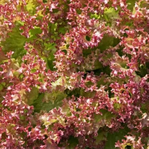 Lollo Rosso (Each)