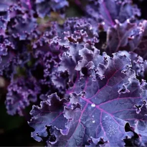 Purple Kale (250g)