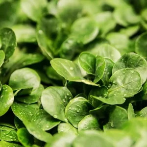 Watercress (Pkt)