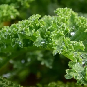 Green Kale (250g)