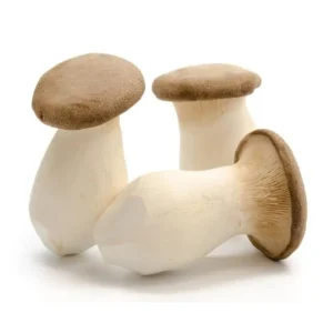 King Trumpet Oyster Mushrooms