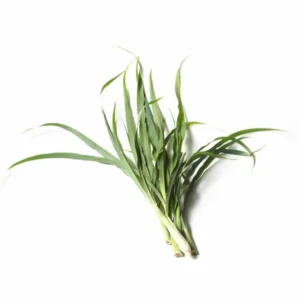 Lemon Grass