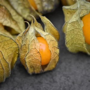 Physalis (Punnet)