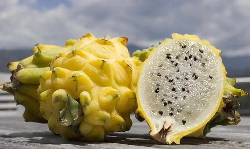 Pitaya